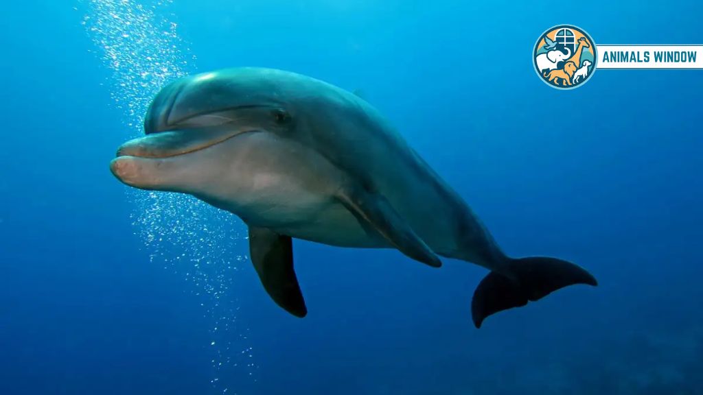 Dolphin Animals With Best Hearing