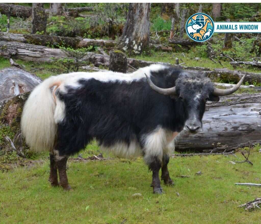 Domesticated Yak Mount Everest Animal