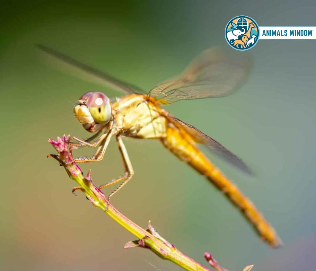 Dragonfly Animal That Eat Insects