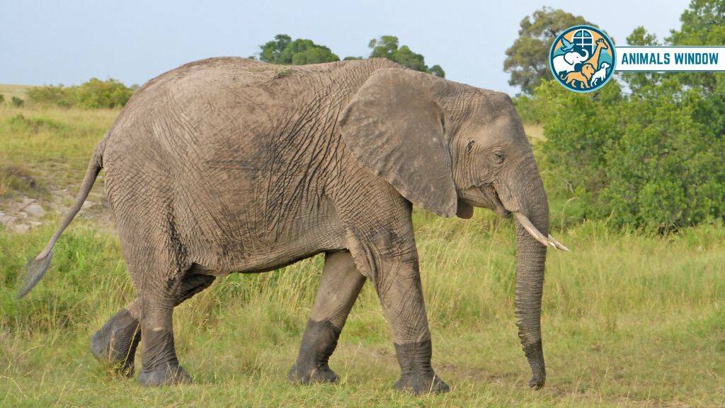 Elephant Animals With Best Hearing