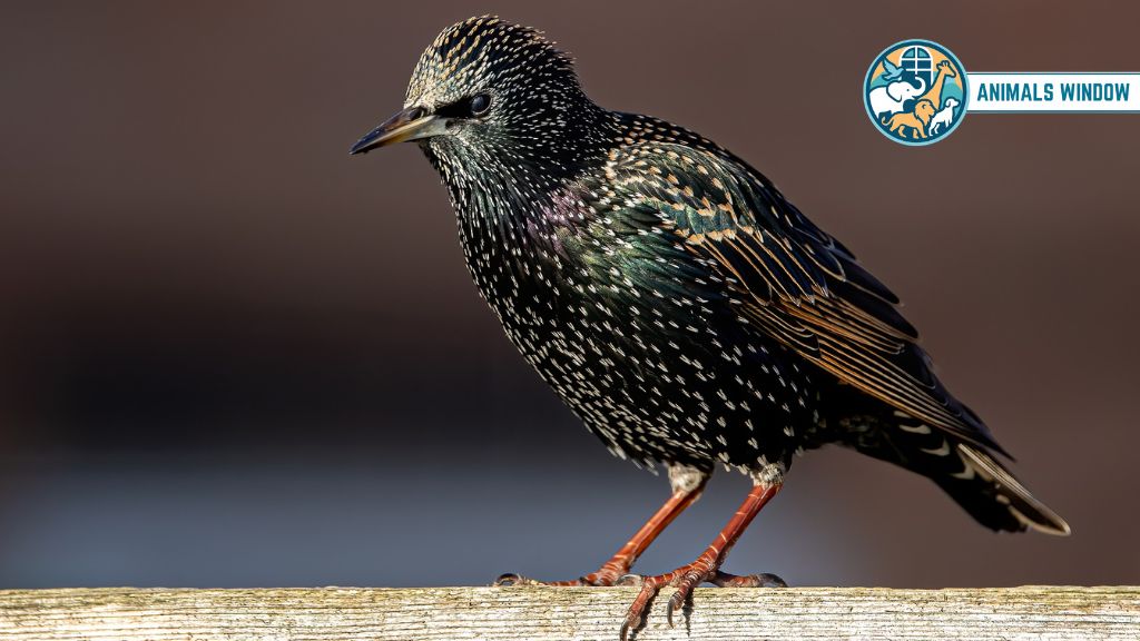European Starling Animal That Live in Attics