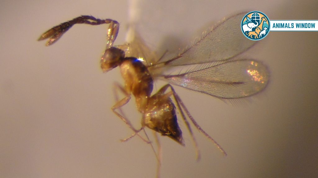 Fairyfly Wasp Animals With Smallest Brain