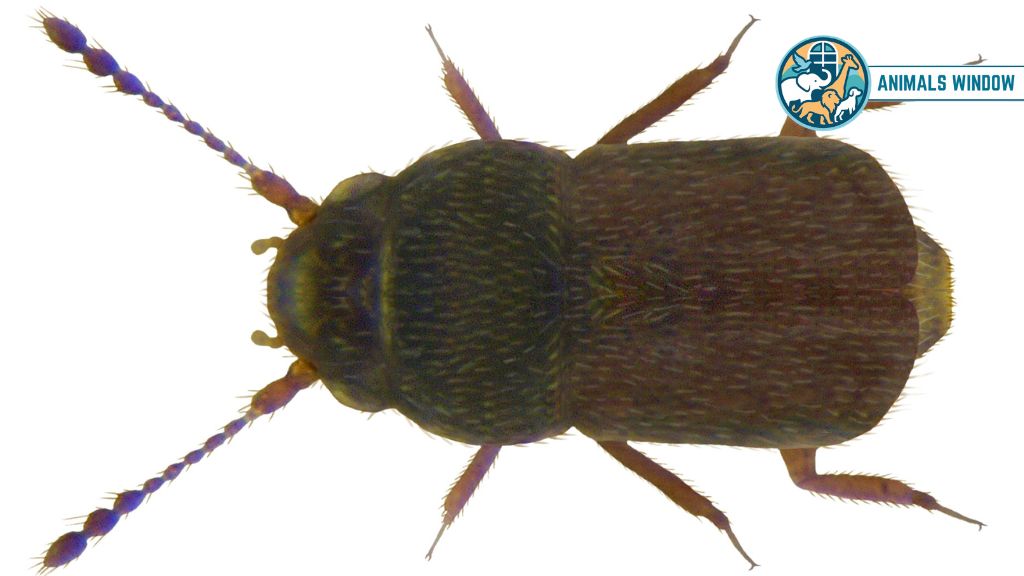 Featherwing Beetle Animal With Smallest Brain
