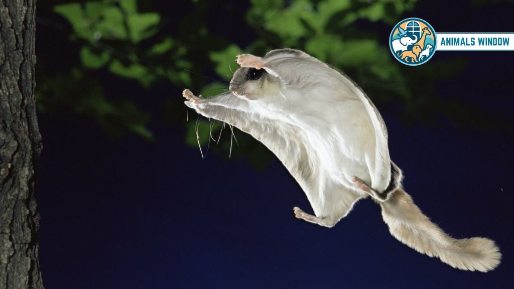 Flying Squirrel Animal That Live in Attics