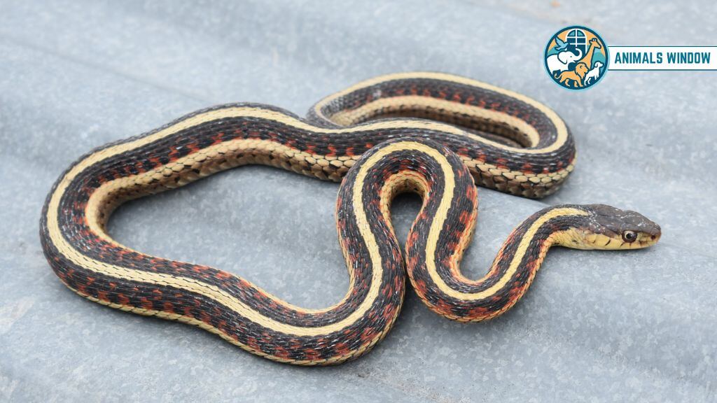 Garter Snake Animal That Live in Attics