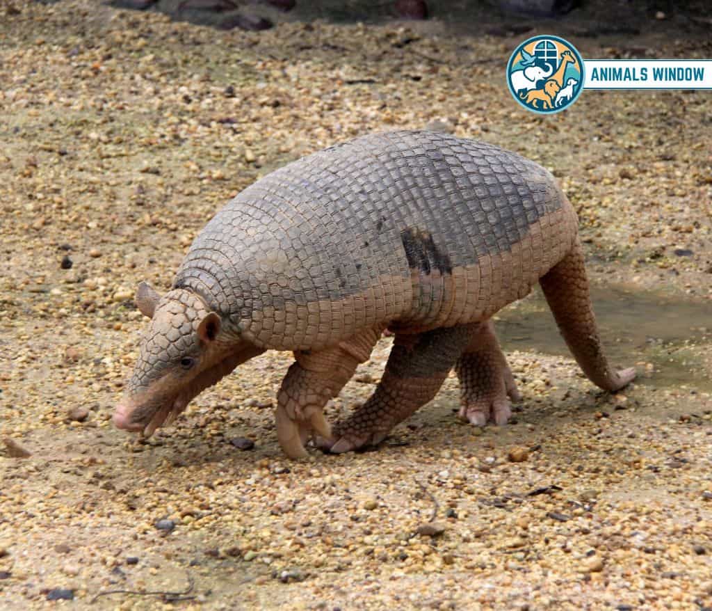 Giant Armadillo Animals With the Most Teeth