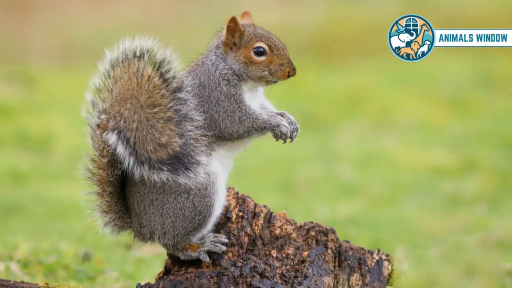 Gray Squirrel Animal That Live in Attics
