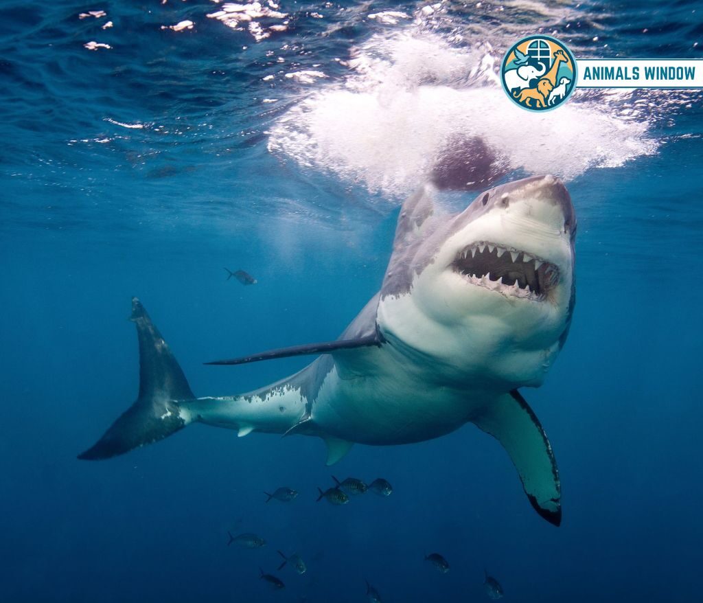Great White Shark Animal With the Most Teeth