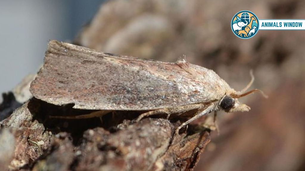 Greater Wax Moth Animal With Best Hearing