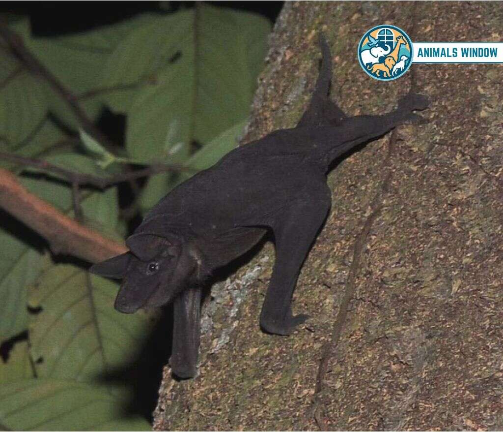 Hairless Bat Bald & Hairless Animals in the World