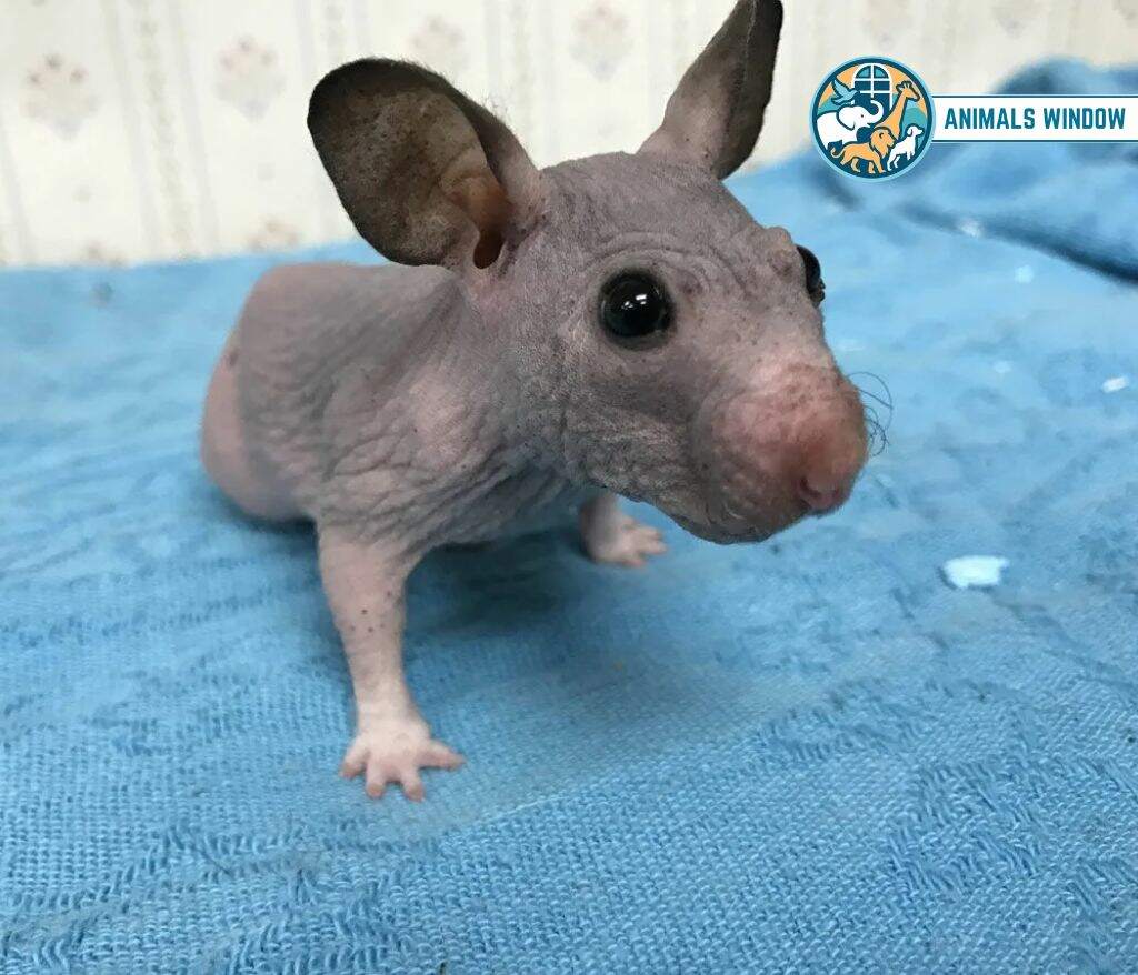 Hairless Syrian Hamster Bald & Hairless Animals in the World