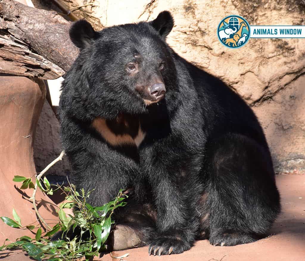 Himalayan Black Bear Mount Everest Animal