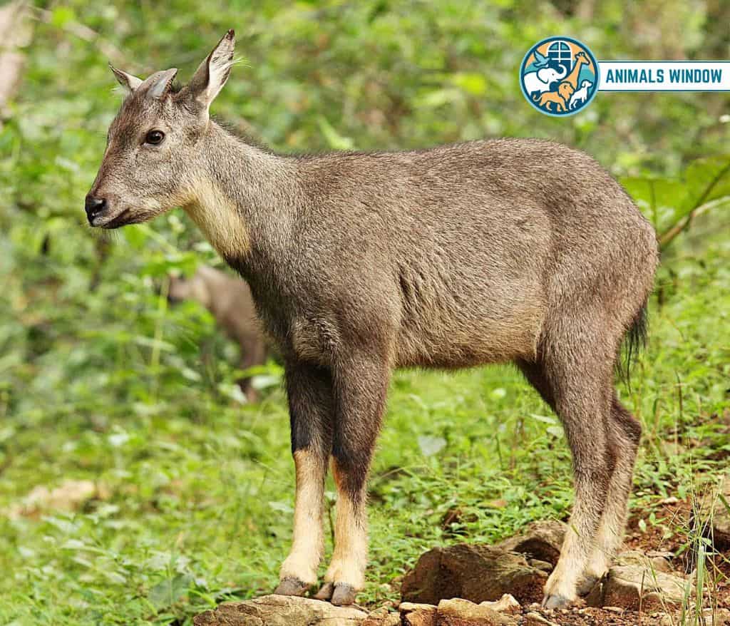 Himalayan Goral Mount Everest Animals