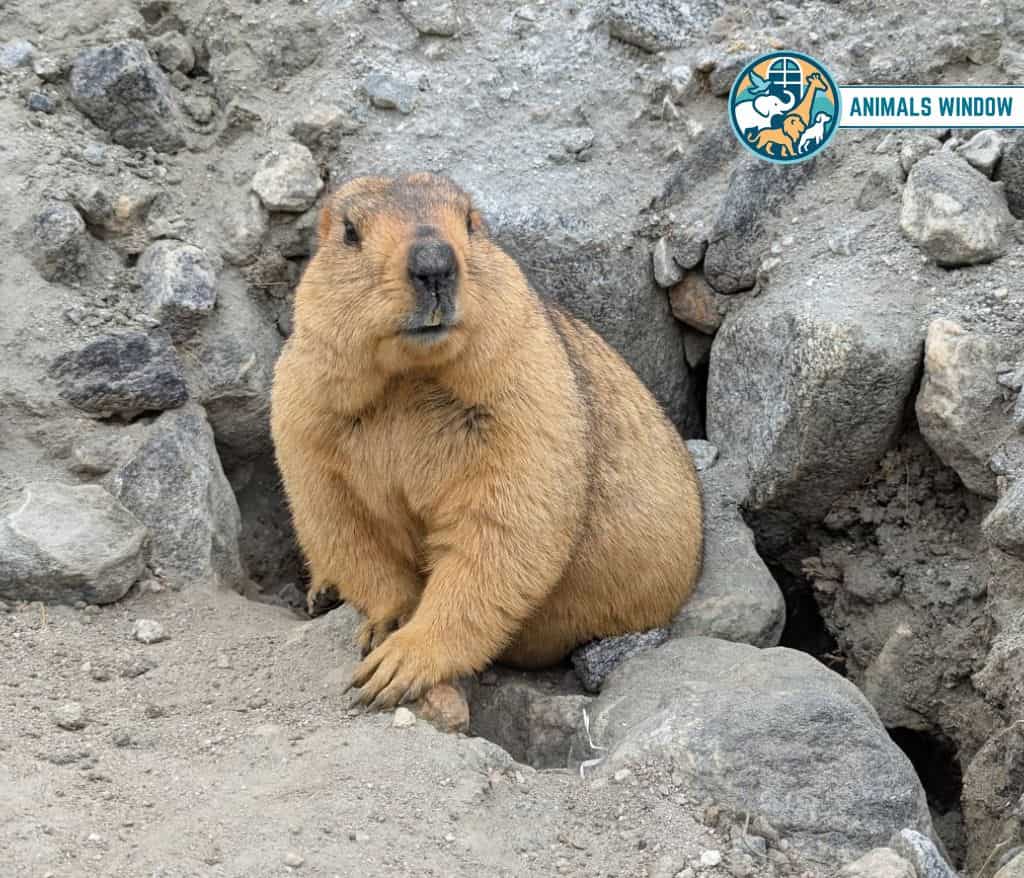 Himalayan Marmot Mount Everest Animal