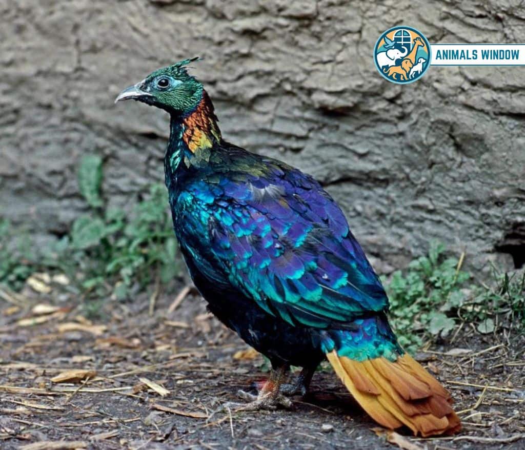 Himalayan Monal (Danphe) Mount Everest Animal