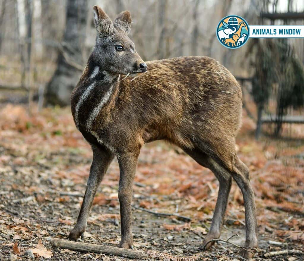 Himalayan Musk Deer Mount Everest Animal