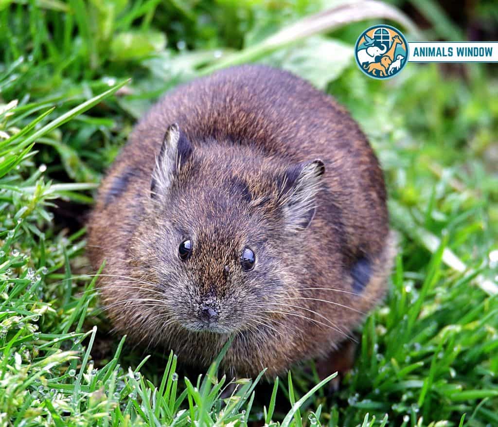 Himalayan Pika Mount Everest Animals