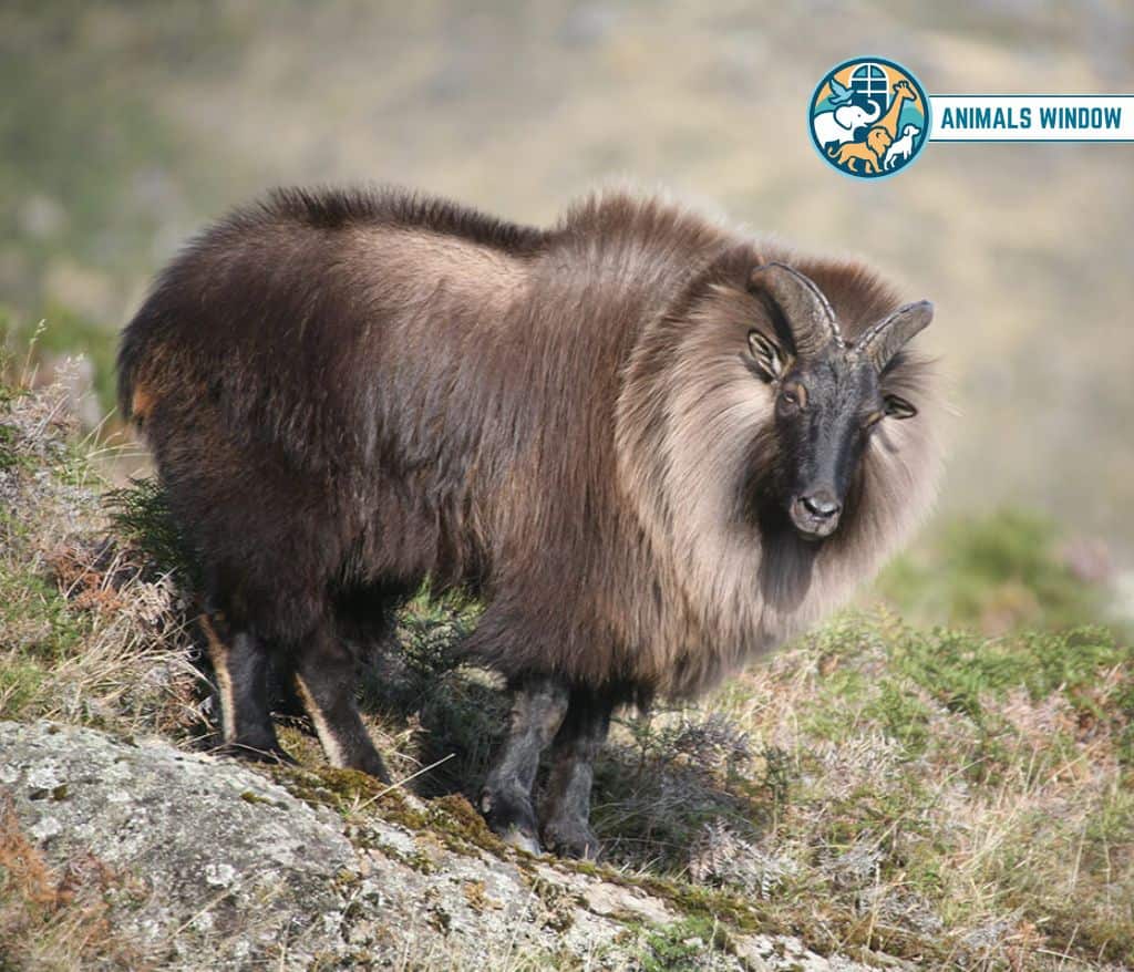 Himalayan Tahr Mount Everest Animal