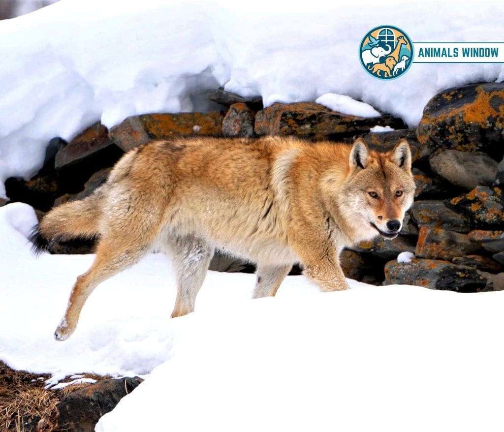 Himalayan Wolf Mount Everest Animal