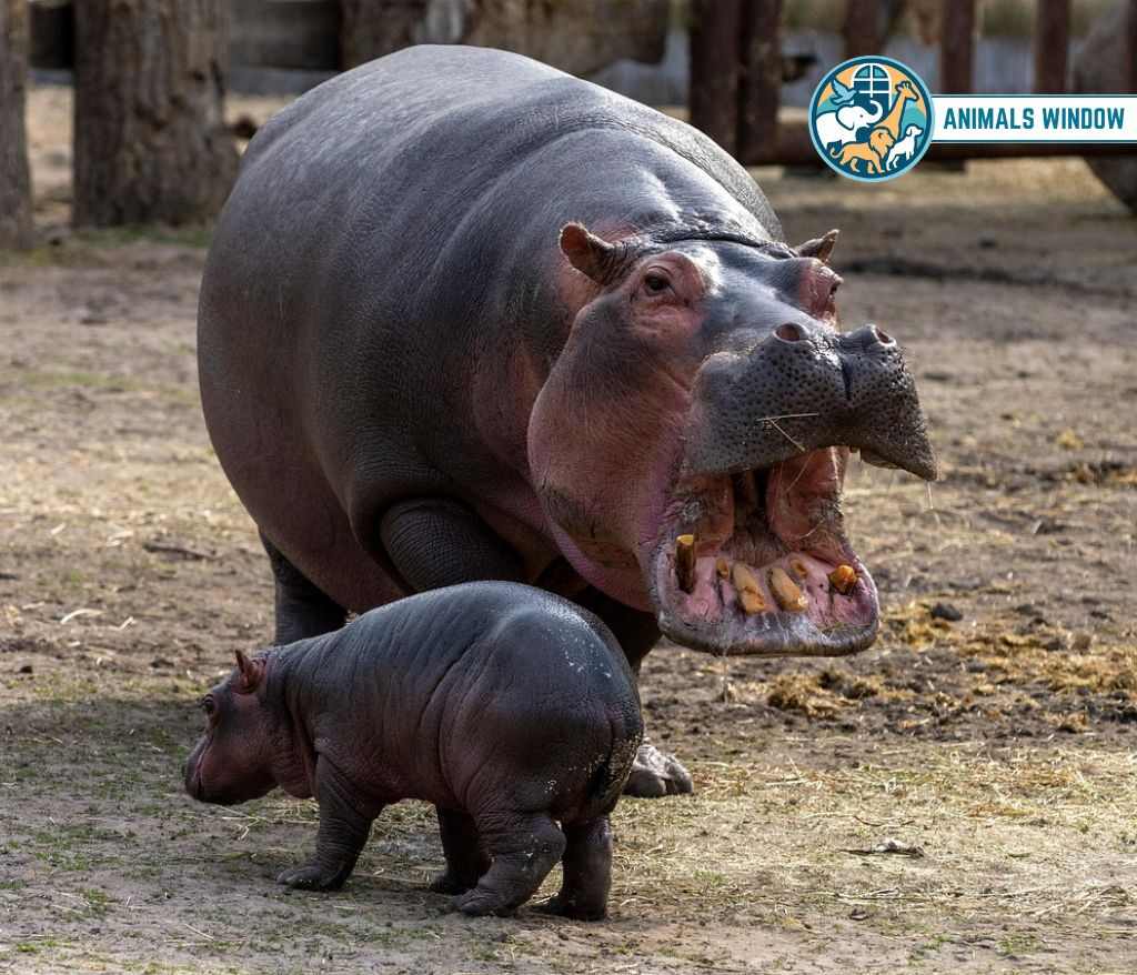 Hippopotamus Bald & Hairless Animals in the World