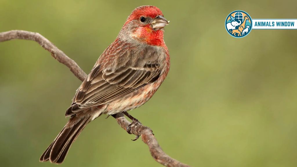 House Finch Animal That Live in Attics