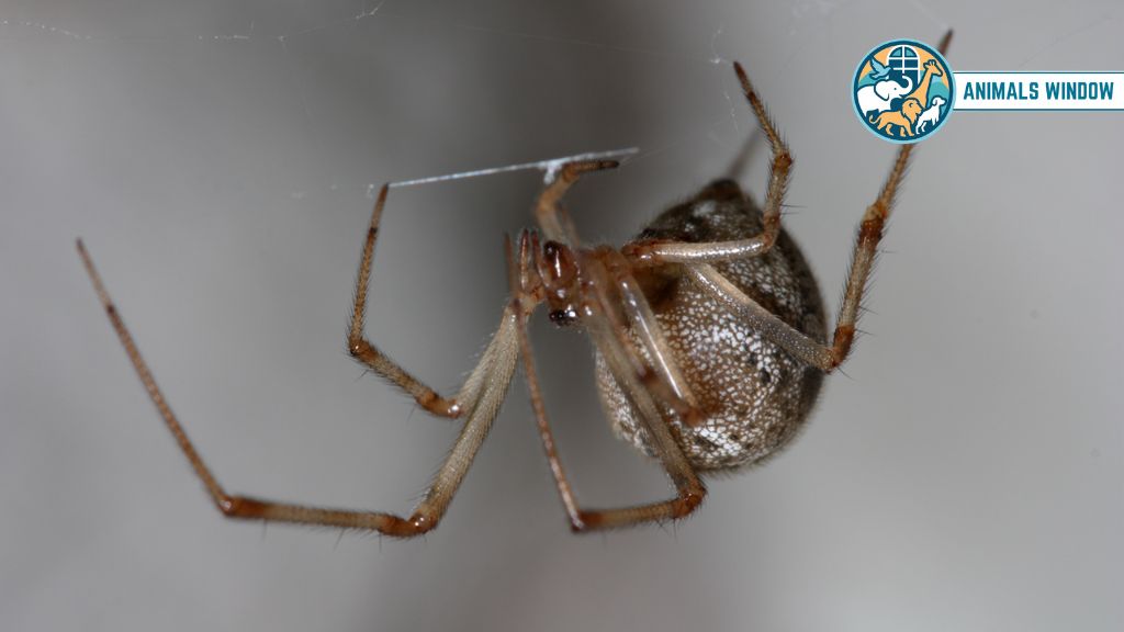 House Spider Animal That Live in Attics