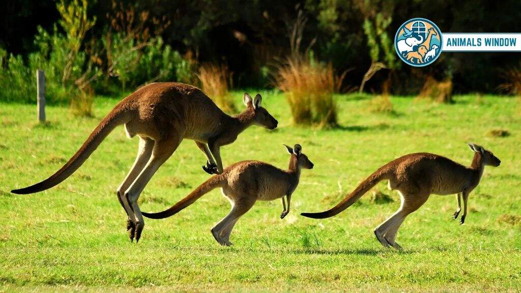 How Fast Are Kangaroos