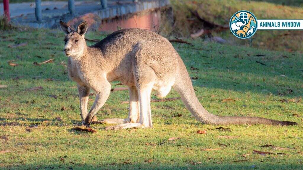 How Kangaroos Actually Fight