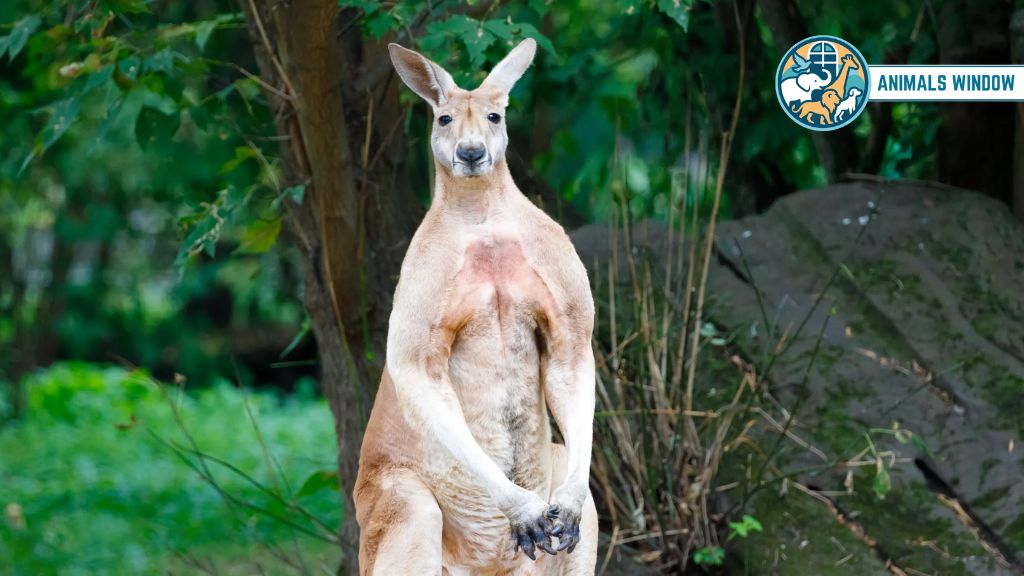 How Strong Are Kangaroo Arms?
