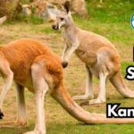 How Strong Are Kangaroos? All Facts You Need To Know