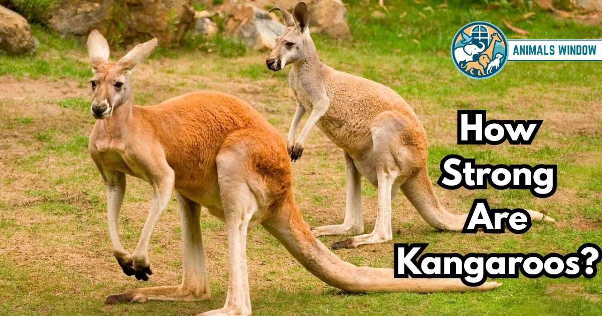 How Strong Are Kangaroos? All Facts You Need To Know