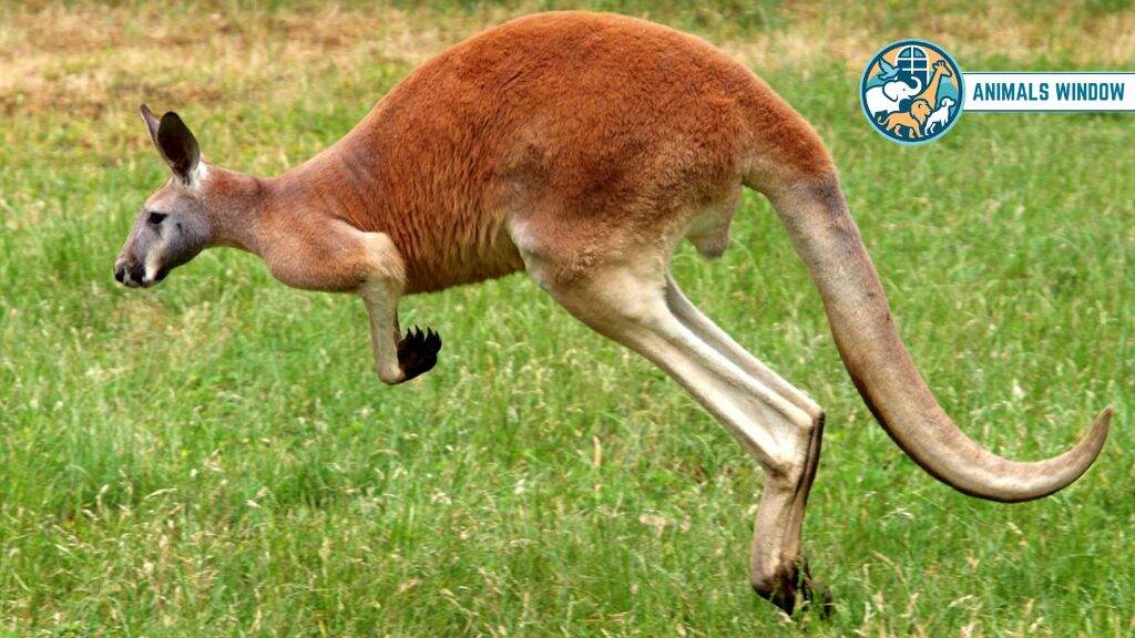 How Strong Is a Kangaroo Kick?