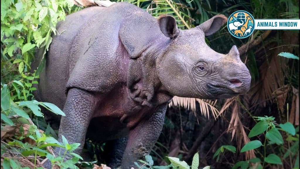 Javan Rhinoceros Animal With One Horn