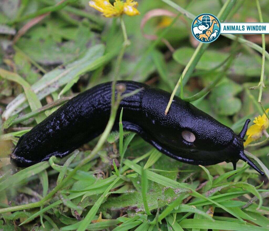 Land Slug Animal With the Most Teeth