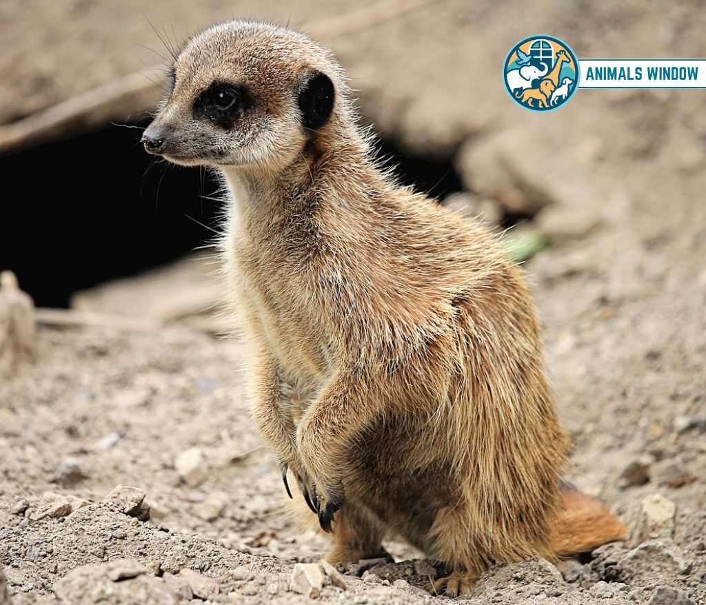 Meerkat Animal That Eat Insects