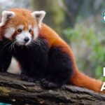 20 Mount Everest Animals (With Pictures and Unique Facts)