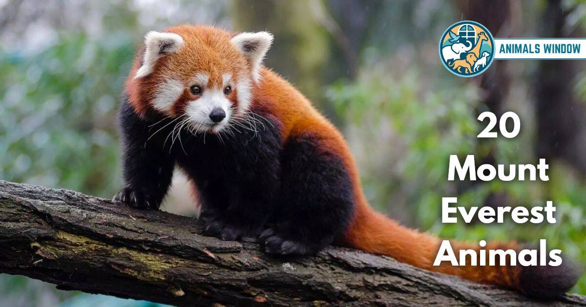 20 Mount Everest Animals (With Pictures and Unique Facts)