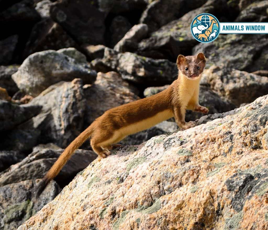 Mountain Weasel Mount Everest Animal