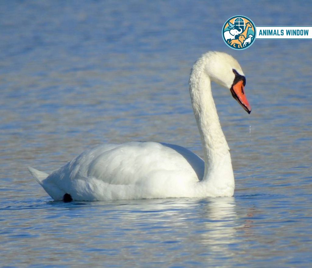 Mute Swan Animal That Mate for Life