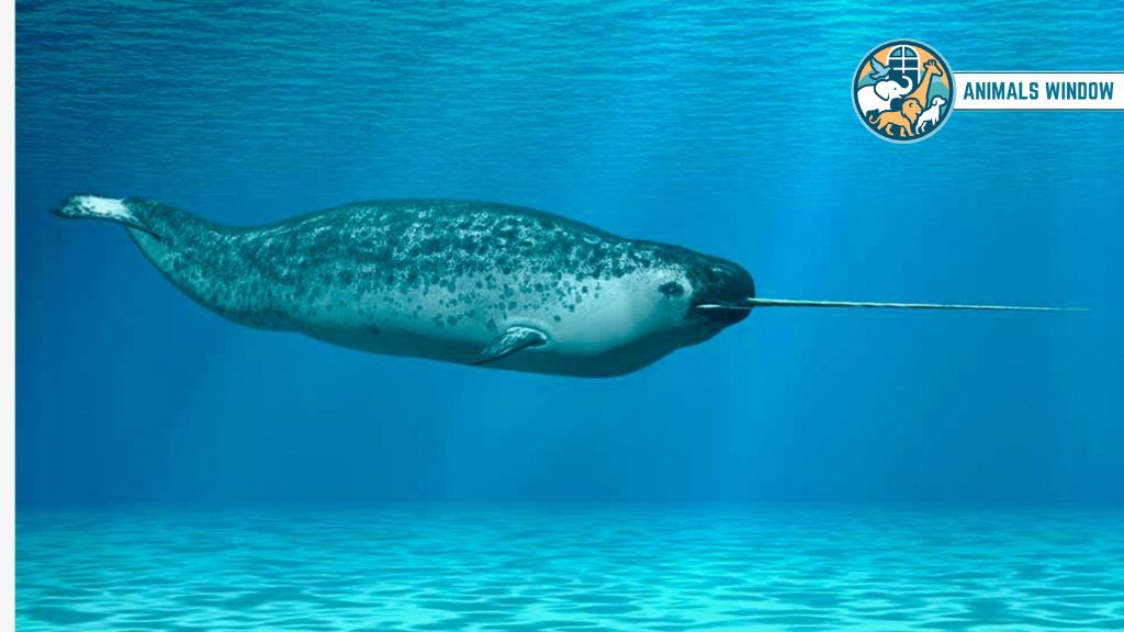 Narwhal Animals With One Horn