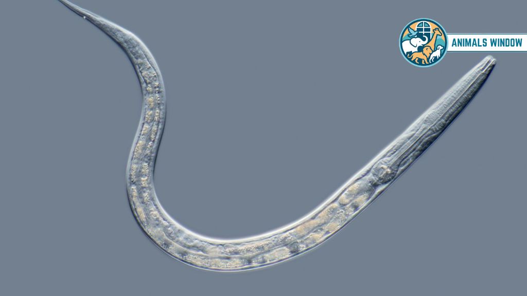 Nematode Roundworm Animal With Smallest Brain
