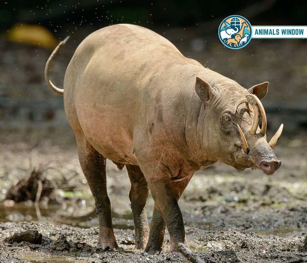 North Sulawesi Babirusa Bald & Hairless Animals in the World
