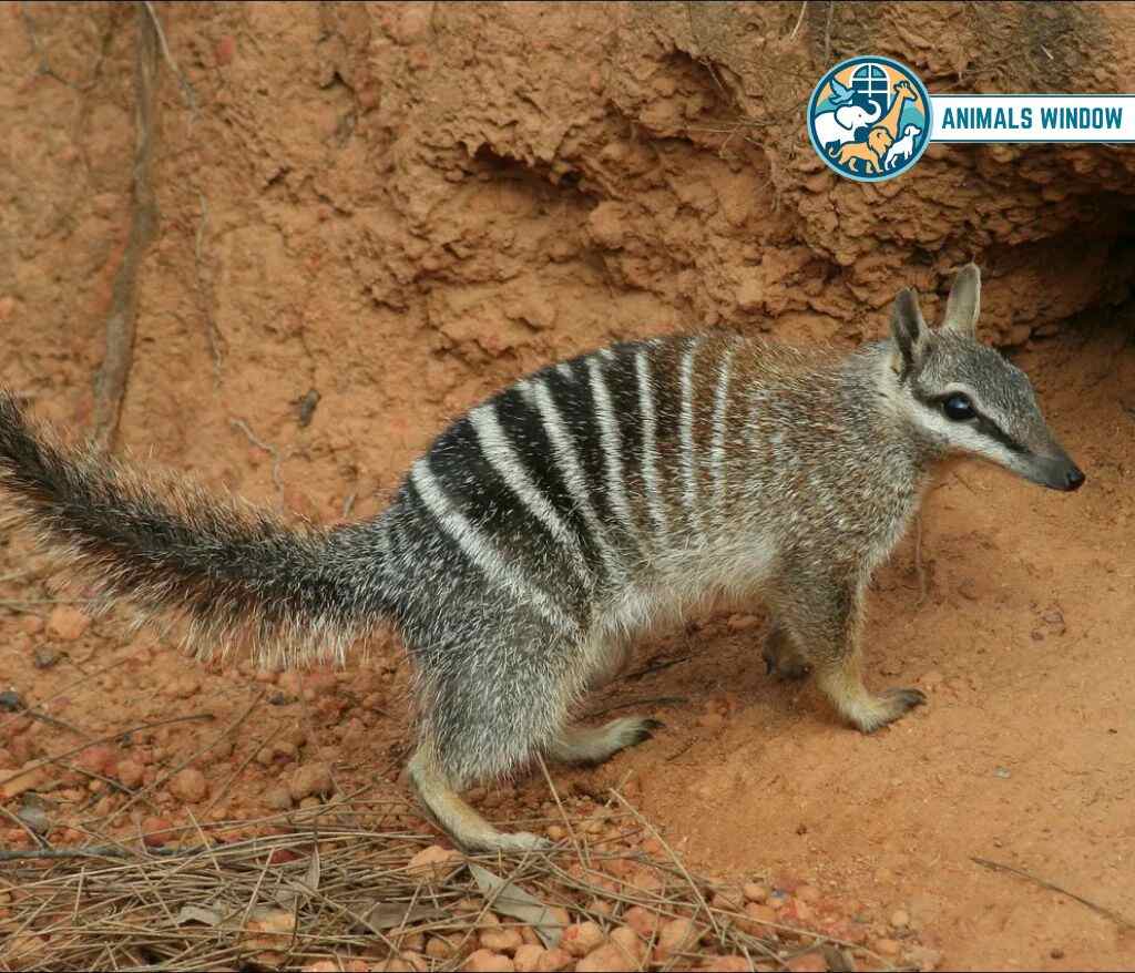 Numbat Animals That Eat Insects
