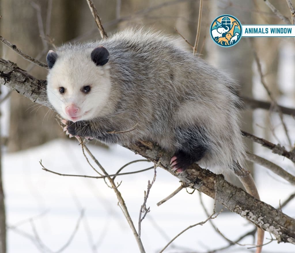 Opossum Animal With the Most Teeth
