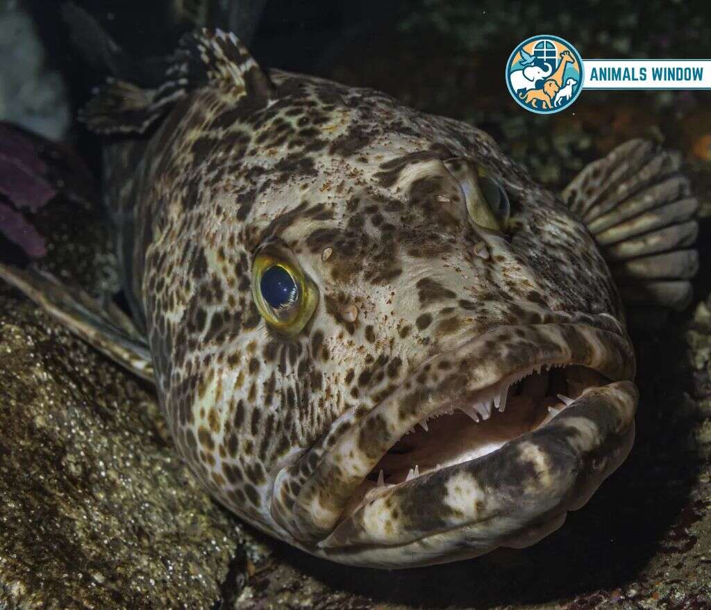 Pacific Lingcod Animals With the Most Teeth