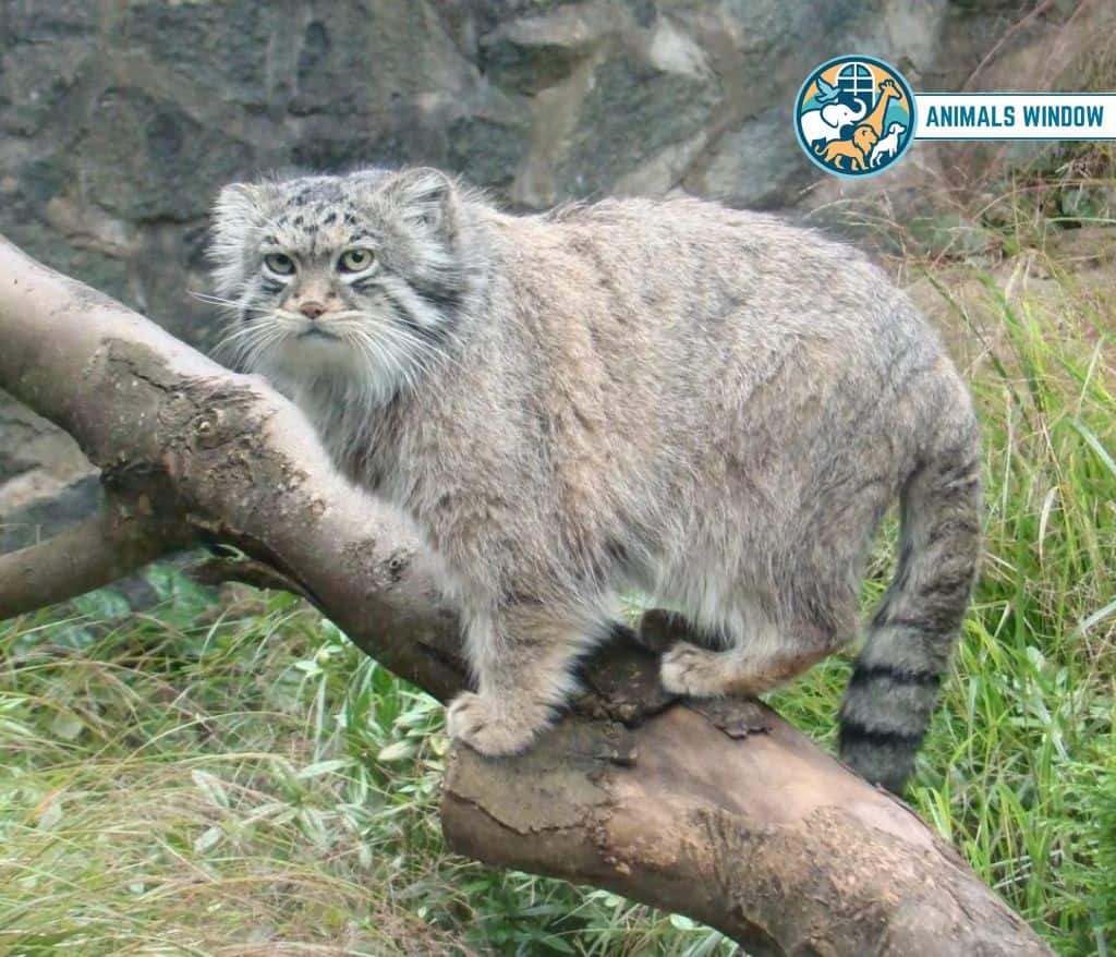 Pallas’s Cat Mount Everest Animals