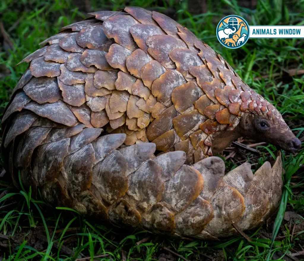 Pangolin Animal That Eat Insects
