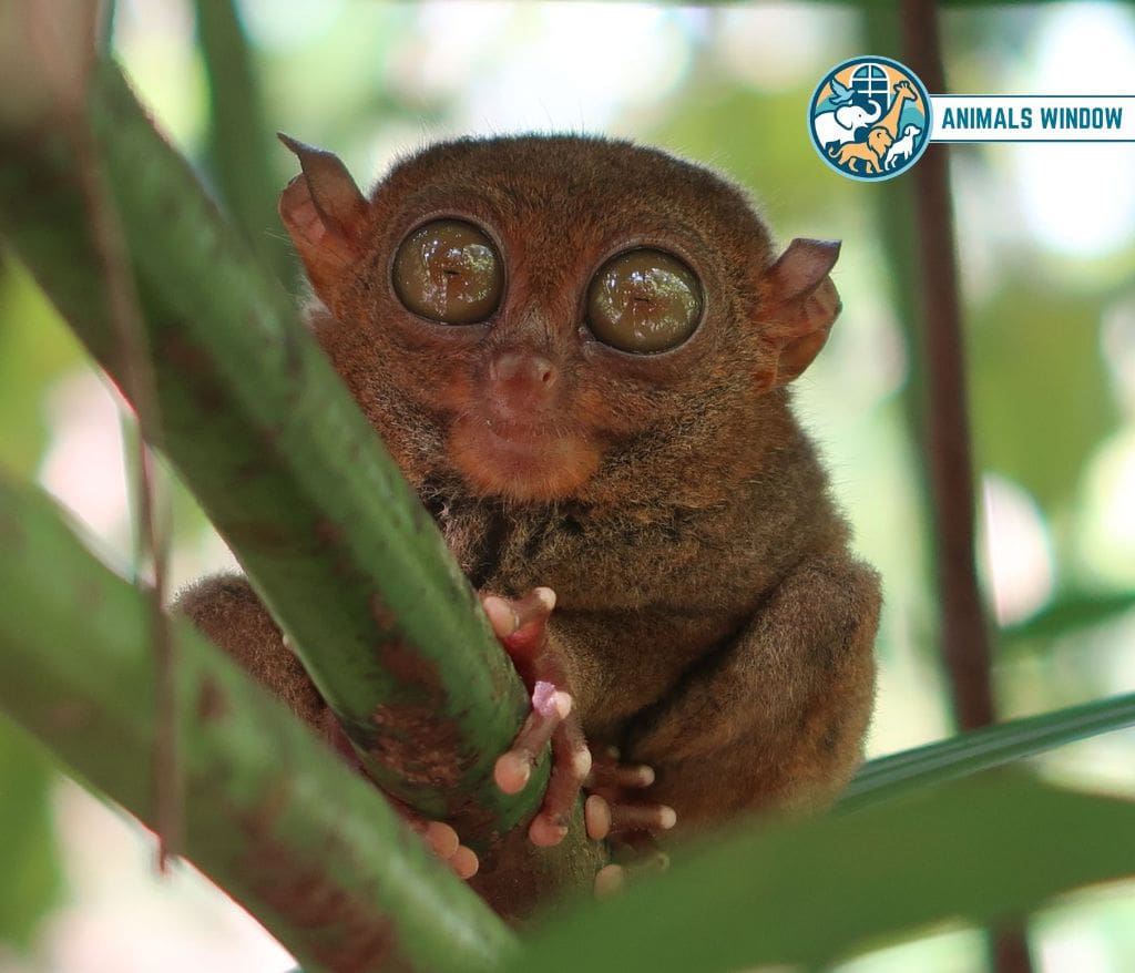 Philippine Tarsier Animals That Eat Insects