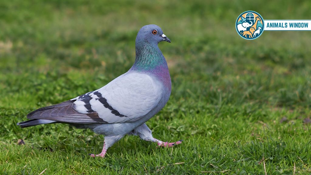 Pigeon Animals With Best Hearing