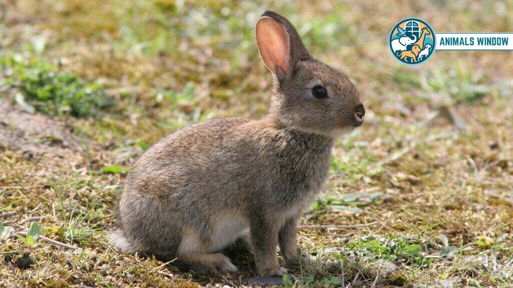 Rabbit Animals With Best Hearing